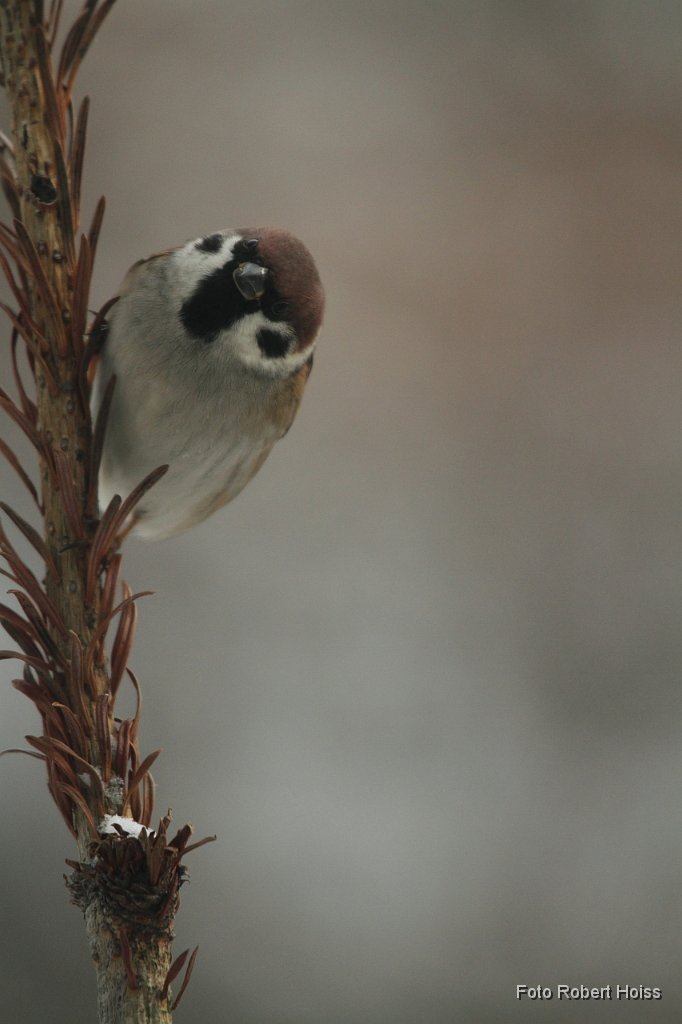 2010-12-31_25_Spatz&Co_7479.JPG