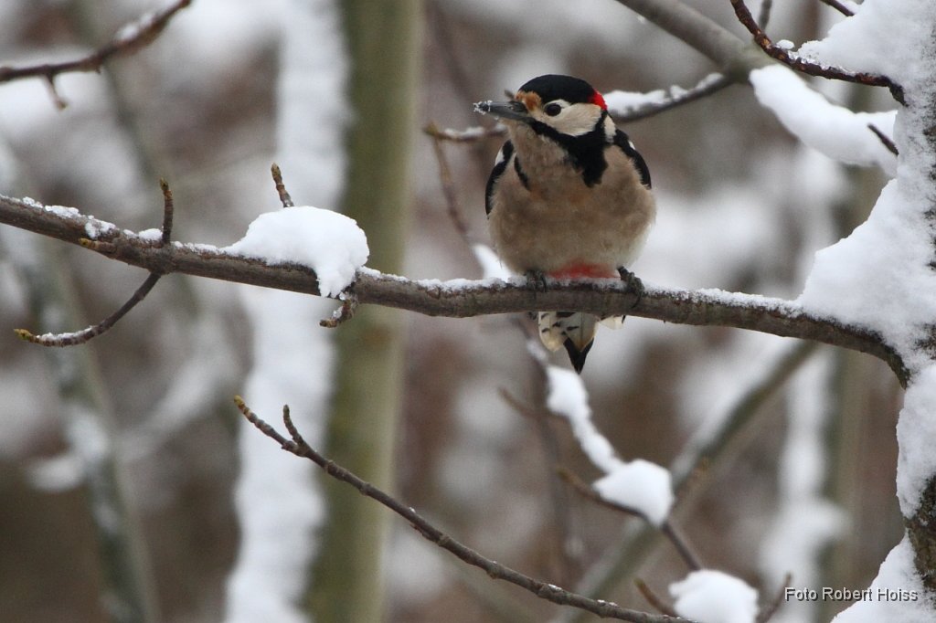 2010-12-31_27_Spatz&Co_7978.JPG
