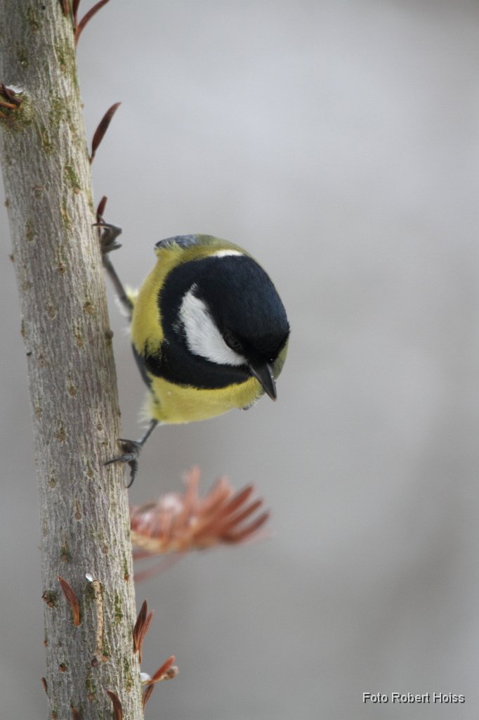 2010-12-31_30_Spatz&Co_8010.JPG