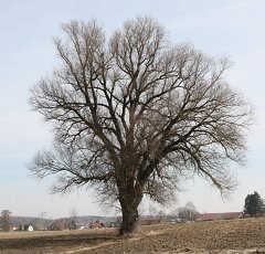 2011-03-12_07_Wanderrung_Tuerkenfeld-St.Ottilien_KB