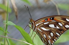 2011-03-21_14_Botanischer_Garten_Schmetterlingshaus