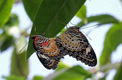 2011-03-21_20_Leopard-Lacewing