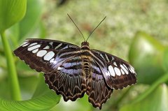 2011-03-21_32_Botanischer_Garten_Schmetterlingshaus