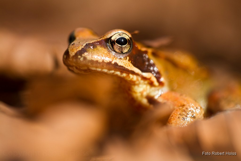 2011-04-30_002_Grasfrosch_2391_RH.jpg