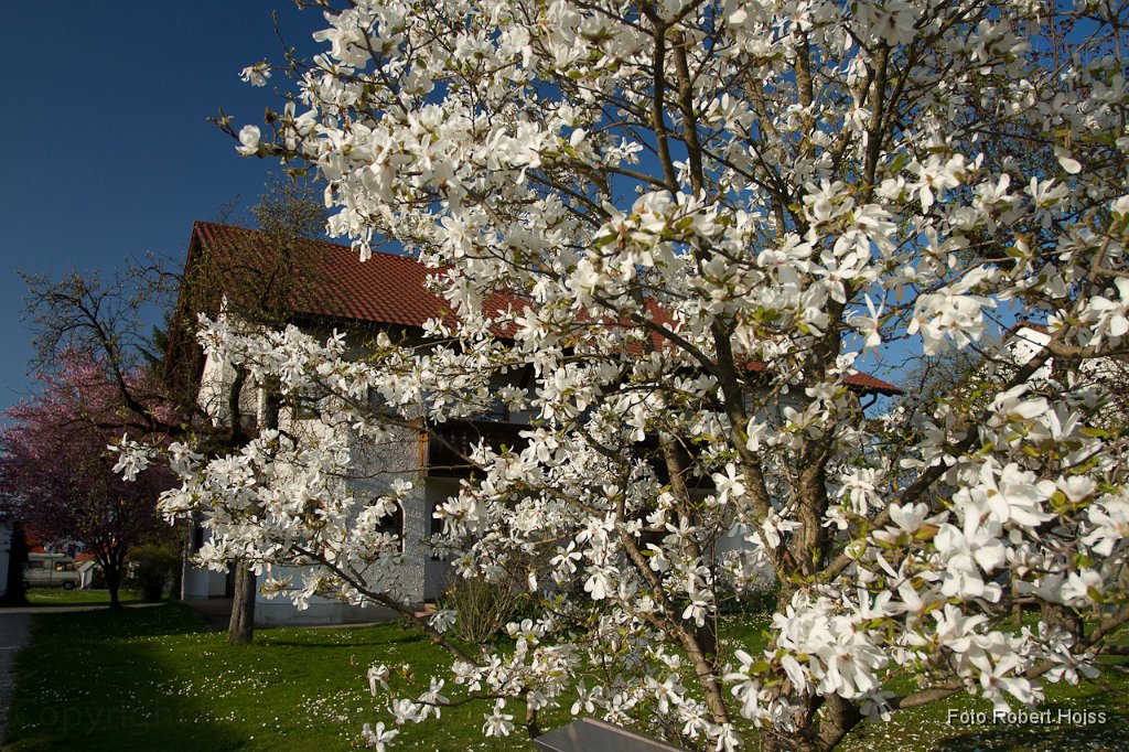 2011-04-30_006_Sternmagnolie_3113_RH.jpg