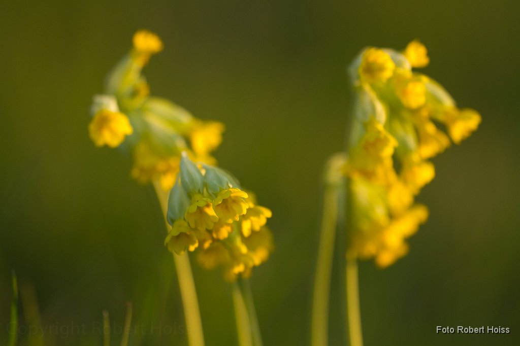 2011-04-30_008_Schluesselblumen_3197_RH.jpg