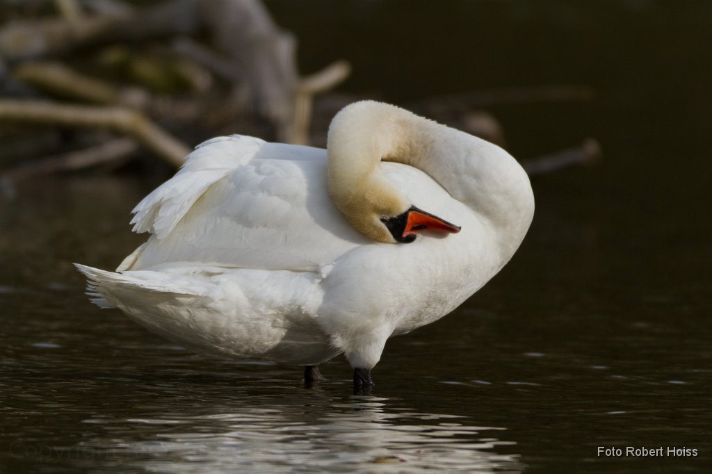 2011-04-30_012_Hoeckerschwan_3535_RH.jpg