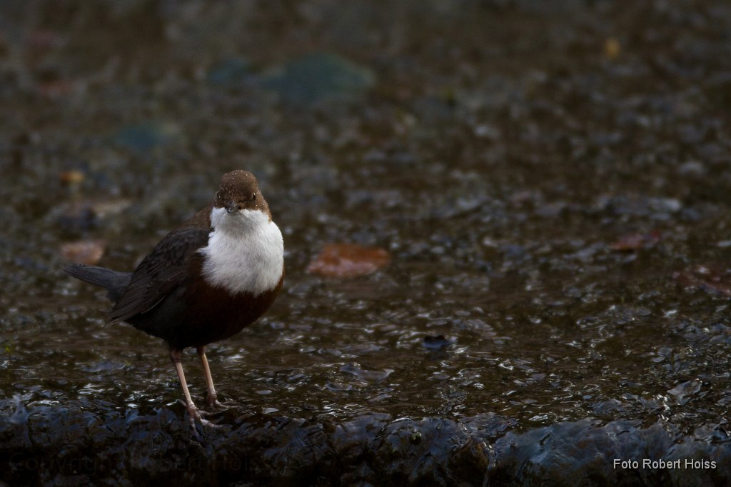 2011-04-30_015_Wasseramsel_3782_RH.jpg