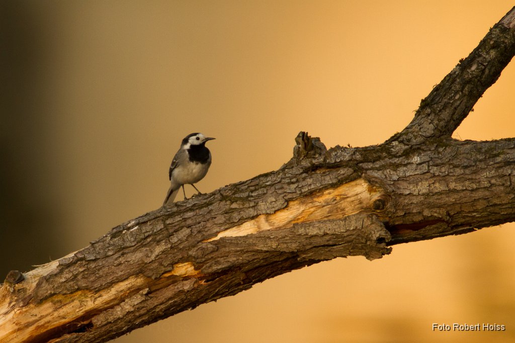 2011-04-30_020_Bachstelze4253_RH.jpg