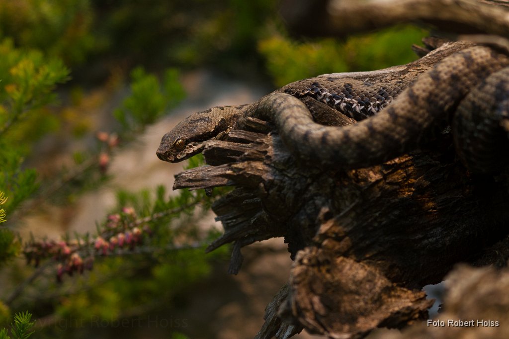 2011-04-30_021_Aspisviper_4401_RH.jpg