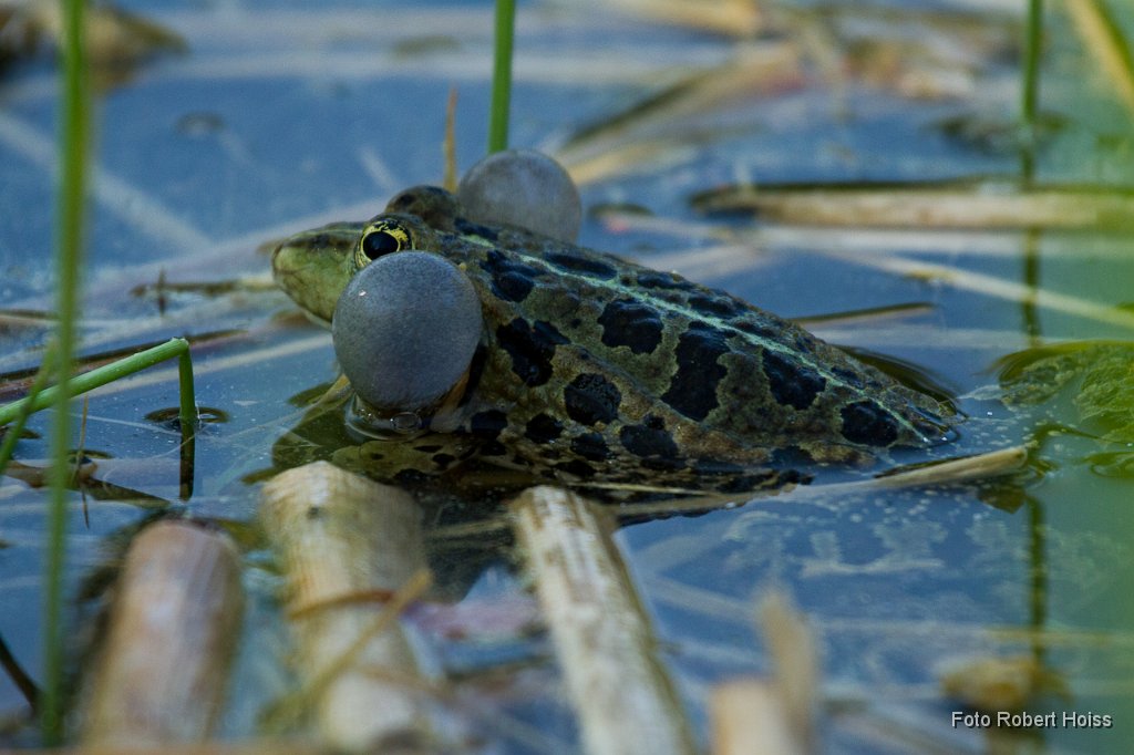 2011-04-30_026_Teichfrosch_5011_RH.jpg