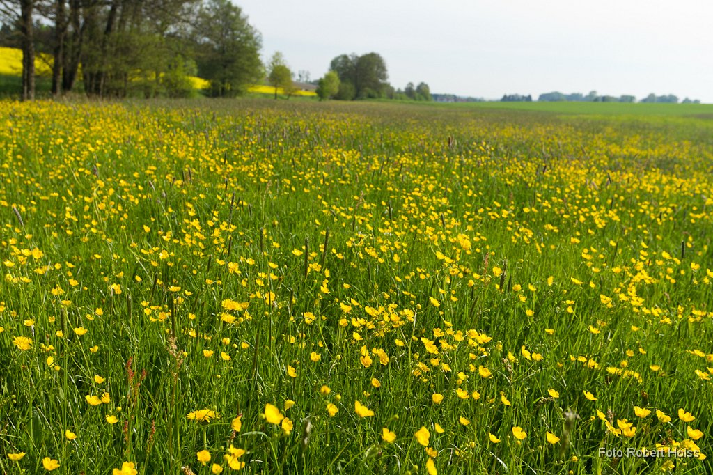 2011-04-30_034_Blumenwiese_5847_RH.jpg