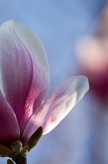 2011-04-30_007_Magnolie_3133_RH