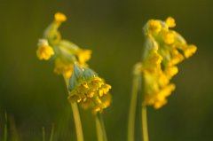 2011-04-30_008_Schluesselblumen_3197_RH