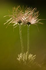 2011-04-30_010_Fruchtstand_der_Kuechenschelle_3259_RH