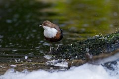 2011-04-30_016_Wasseramsel_3893_RH