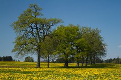 2011-04-30_023_Baumgruppe_im_Loewenzahn_4726_RH