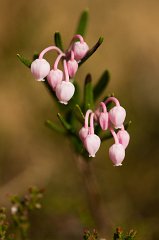 2011-04-30_030_Lavendelheide_5585_RH