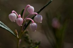 2011-04-30_031_Lavendelheide_5676_RH