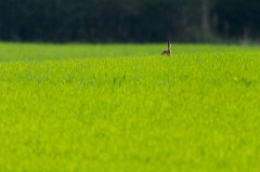 2011-04-30_035_Hase_im_Feld_5858_RH