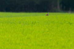 2011-04-30_035_Hase_im_Feld_5858_RH