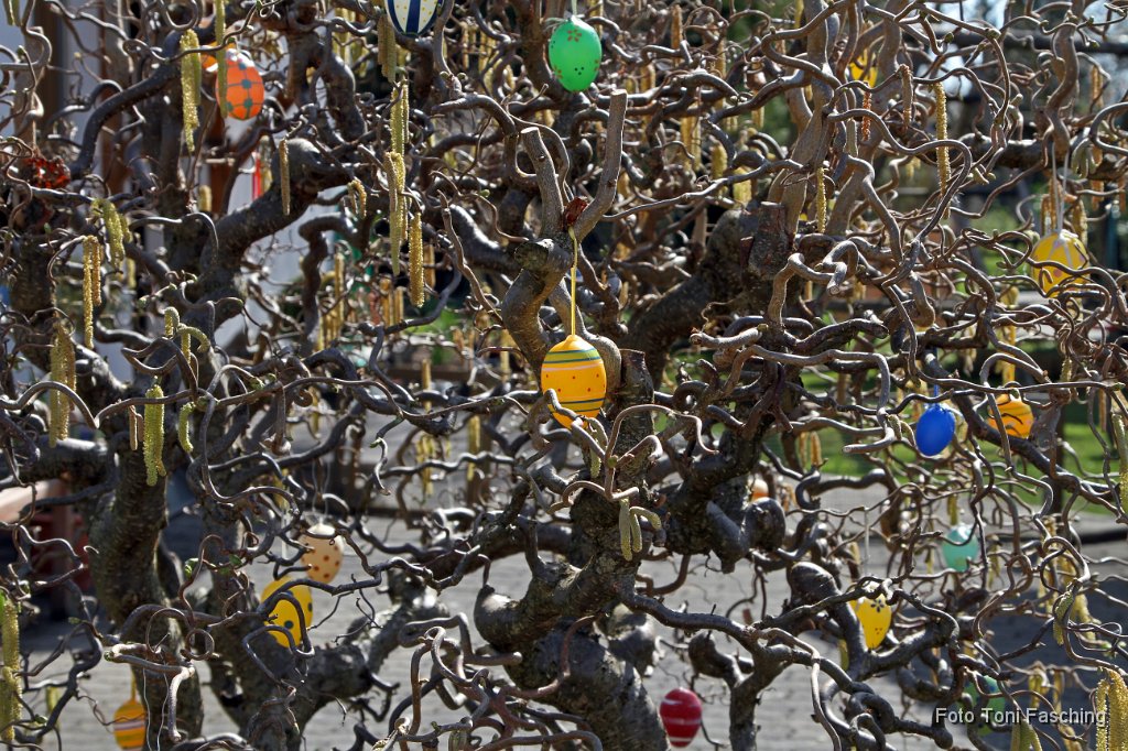 2011-04-03_05_Osterstrauch.JPG