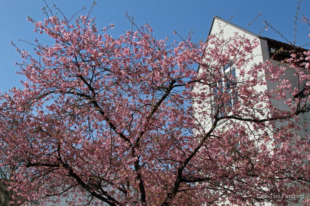 2011-04-03_12_Zierkirsche.JPG