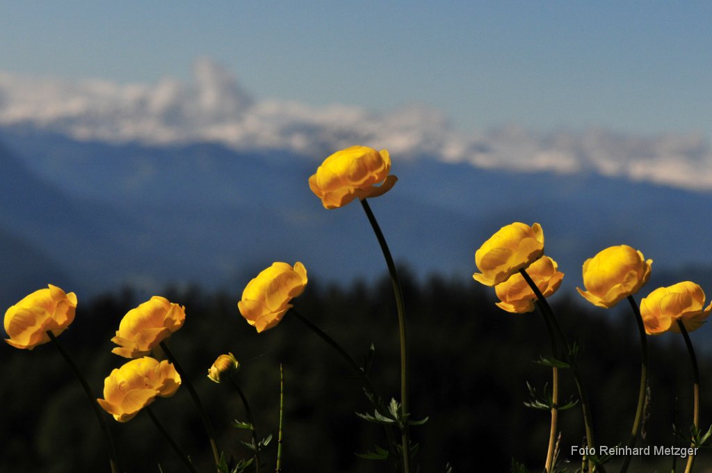 2011-05-31_12_TrollblumenRM.jpg