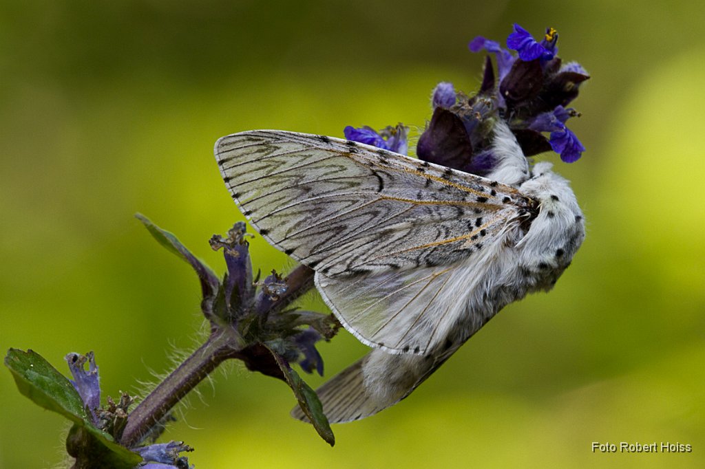 2011-05-31_005_Gabelschwanz_6318_RH.jpg