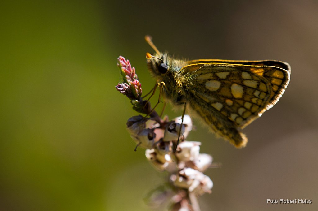 2011-05-31_009_Scheckenfalter_6435_RH.jpg