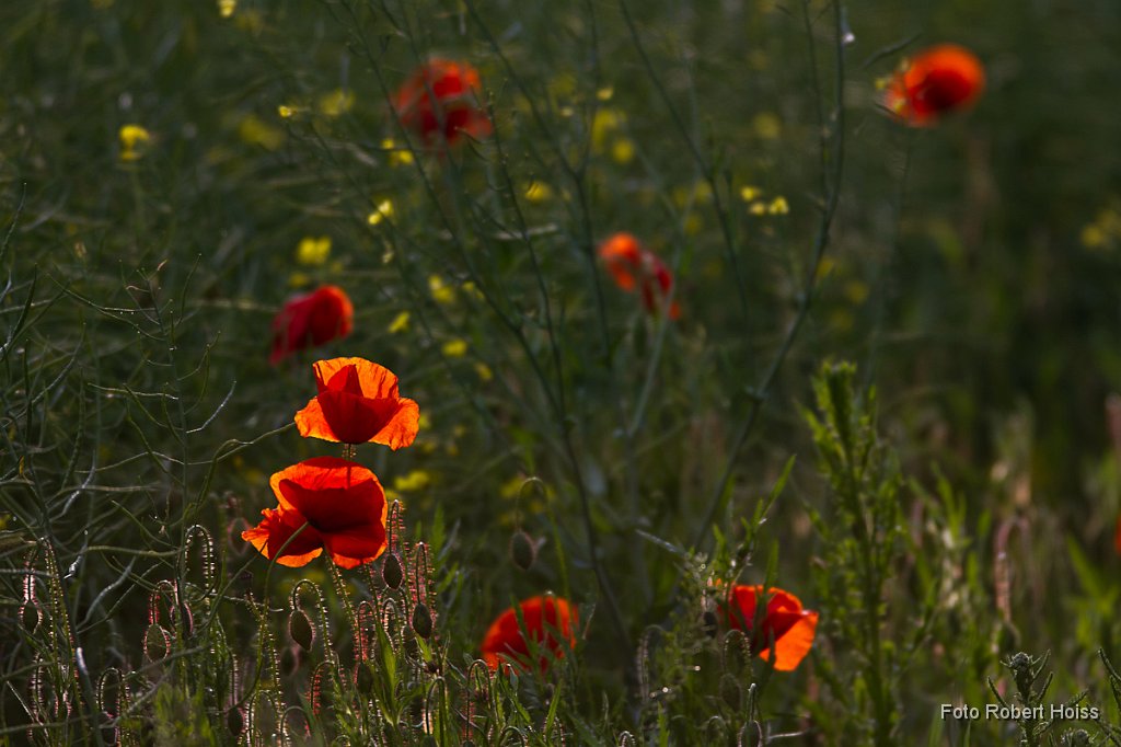 2011-05-31_018_Mohn_7642_RH.jpg