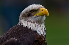 2011-05-31_014_Weisskopfseeadler_6559_RH