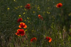 2011-05-31_018_Mohn_7642_RH