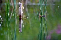 2011-05-31_019_Wo_ist_der_Frosch_7671_RH