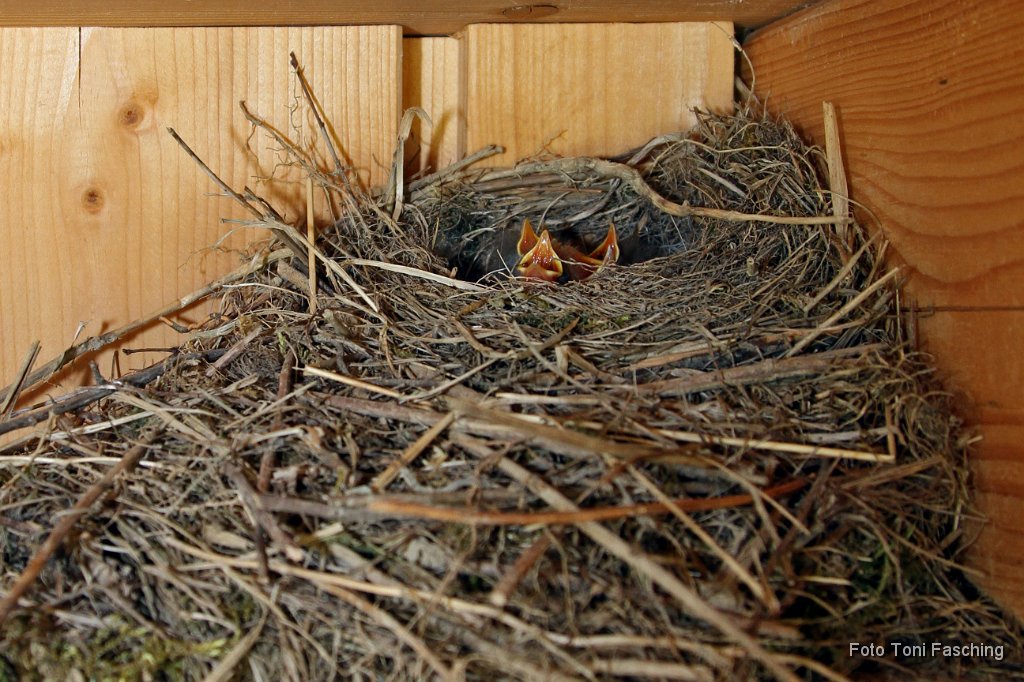 2011-05-21_Bachstelzen_Junge.JPG