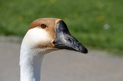 2011-05-08_09_Diessen_Schwan