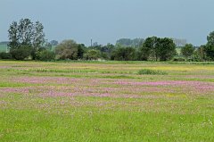 2011-05-22_73_Blumenwiese_Merching