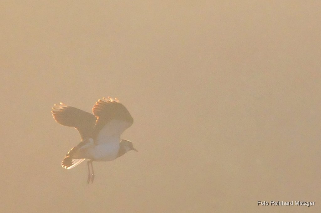 2011-06-30_06_Kiebitz-Blindflug_RM.jpg