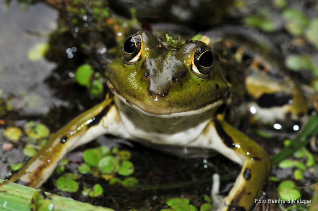 2011-06-30_09_kuess_mich_RM.jpg