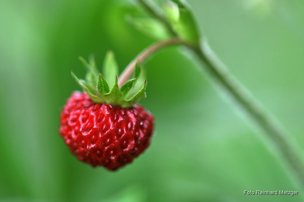 2011-06-30_10_Walderdbeere_RM.jpg