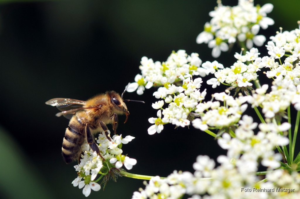 2011-06-30_11_Wildbiene.jpg