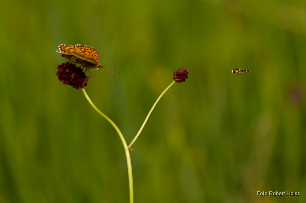 2011-06-30_016_Tiefflieger_9166_RH.jpg