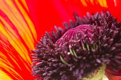 2011-06-30_001_Tuerkischer_Mohn_8388_RH