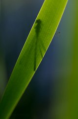 2011-06-30_002_Libellenimpression_8474_RH