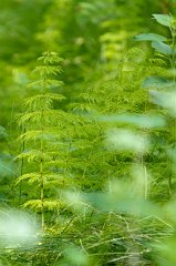 2011-06-30_003_Schachtelhalm_8514_RH