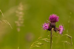 2011-06-30_011_Distelimpression_9037_RH