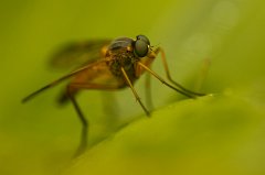 2011-06-30_012_Fliegenportrait_9082_RH