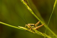 2011-06-30_013_Moorschrecke_9089_RH