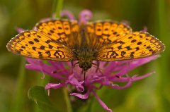 2011-06-30_014_Scheckenfalter_9104_RH