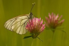 2011-06-30_015_Baumweissling_9124_RH